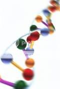 DNA DOUBLE HELIX Pictures, Images and Photos