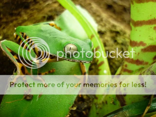 P. Tomopterna Dendroboard