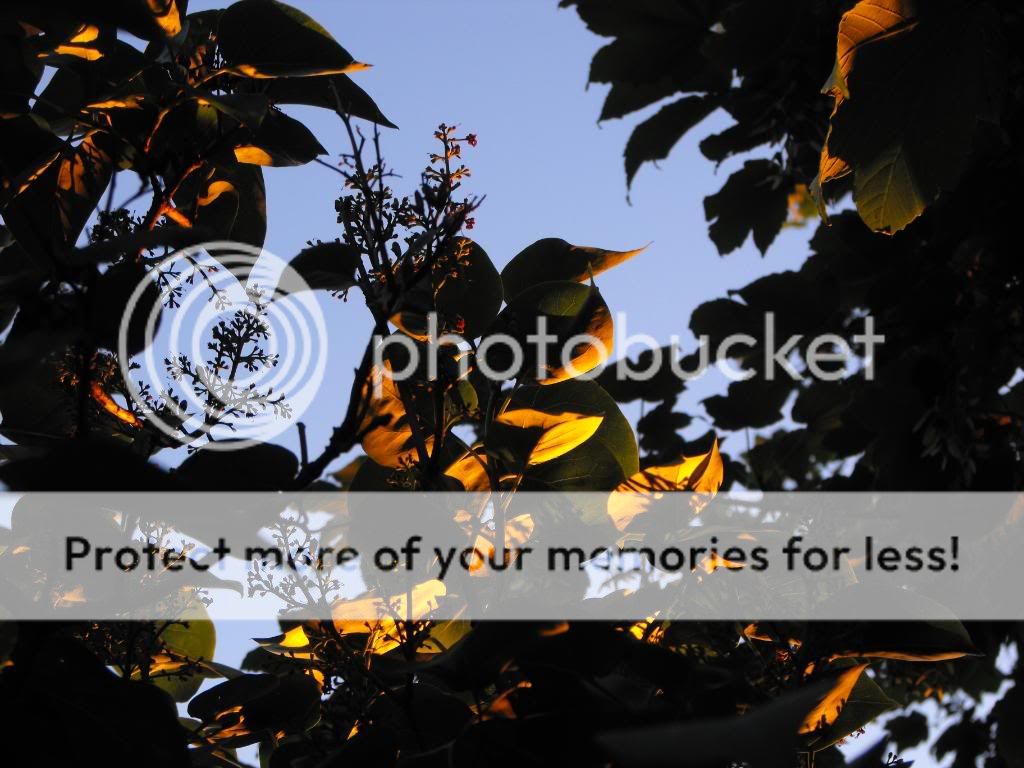 DSCF1212.jpg
