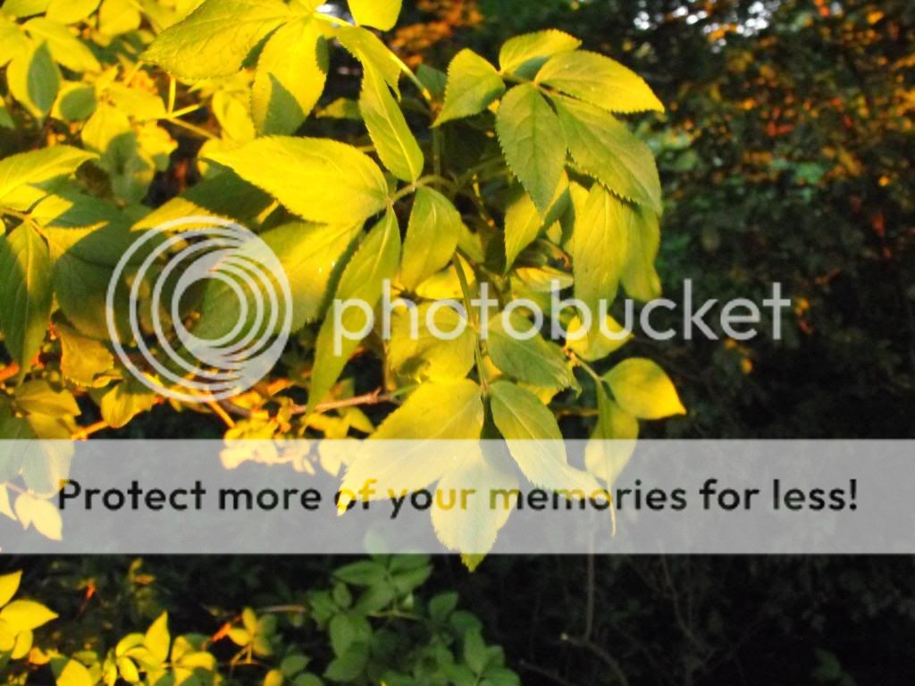 DSCF1220.jpg