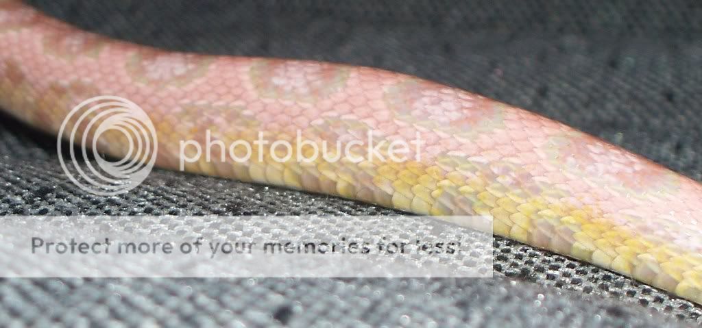 Tourmaline011.jpg
