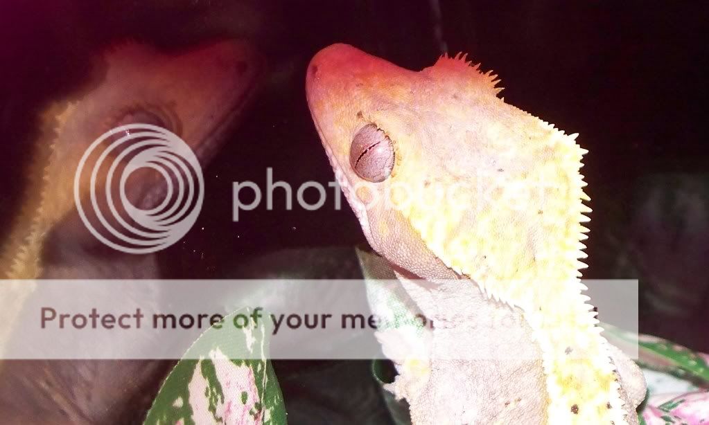 crestie13.jpg